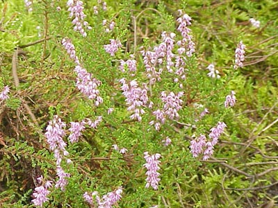 Ericaceae